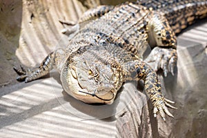 Crocodile at the mini zoo crocodile farm in Miri