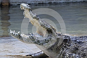Crocodile with money in his mouth, Thailand