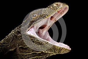 The Crocodile monitor Varanus salvadorii photo