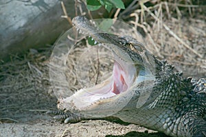 Crocodile mouth