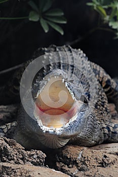 Crocodile mouth