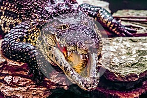 Crocodile mouth open photo