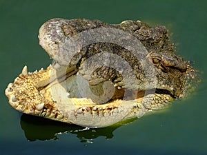 Crocodile with mouth open, Thailand.