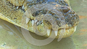Crocodile mouth and teeth