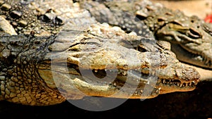 Crocodile with mouth wide open