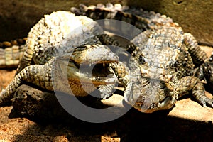 Crocodile with mouth wide open