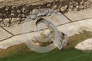 Crocodile in the national park of Agadir, Morocco