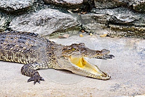 Crocodile in nature,Dangerous animals.