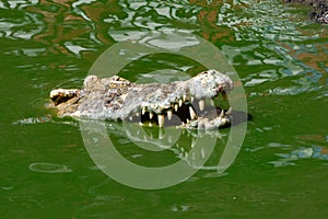 Crocodile in nature,Dangerous animals.
