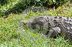 Crocodile