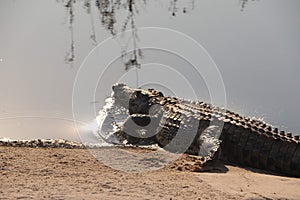 Crocodile in Northern Namibia