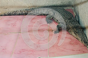 Crocodile at the Nubian village