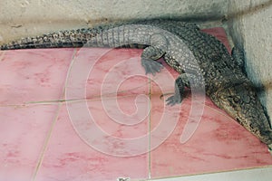 Crocodile at the Nubian village photo