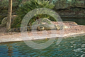 Crocodile in Oceanografic, Valencia