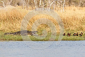 Crocodile - Okavango Delta, Africa
