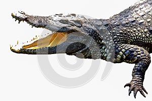 crocodile one animal Open animal mouth