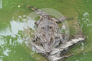 Bask in the sunshine-crocodile-Crocodylus siamensis