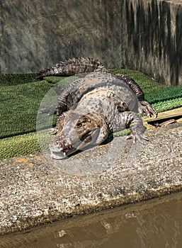 Crocodile in Oniyama Jigoku or Monster mountain hell