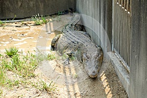 Crocodile in Oniyama Jigoku, one of the tourist attractions representing the various hot spring at Beppu, Oita, Japan.