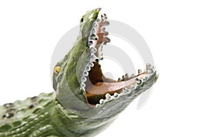 Crocodile with open jaws