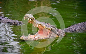 Crocodile with open jaws. Profile of a crocodile in a pond with green water. Open mouth and sharp teeth. Intense yellow eyes.