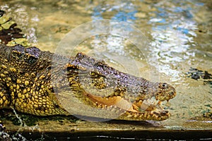 Crocodile open jaws ready to strike