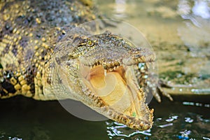 Crocodile open jaws ready to strike
