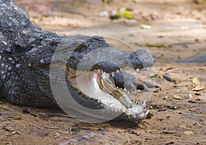 Crocodile with open mouth