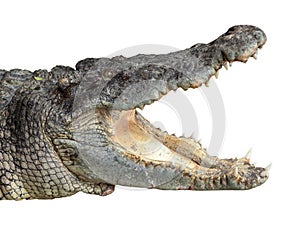 Crocodile with an open mouth