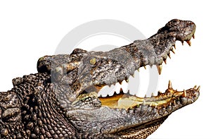 Crocodile open mouth