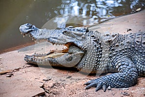 Crocodile with open mouth