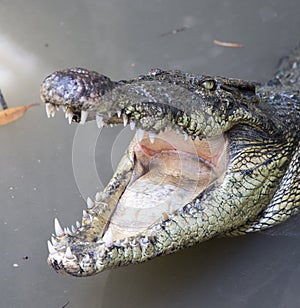 Crocodile with open mouth