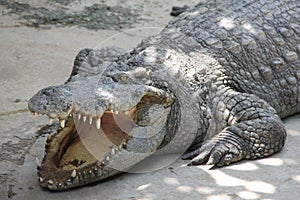 Crocodile with open mouth
