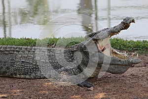Crocodile photo