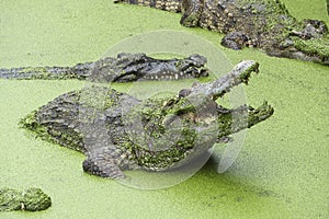 Crocodile with open mouth in green slime