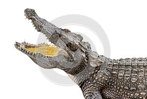 Crocodile open mouth isolated on white background with clipping path
