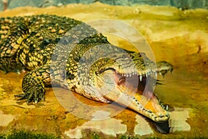 Crocodile with open mouth with large teeth