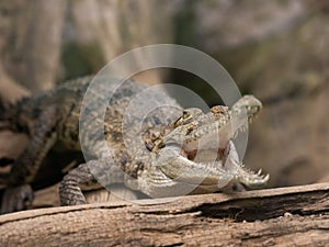 Crocodile with open mouth lies on old log