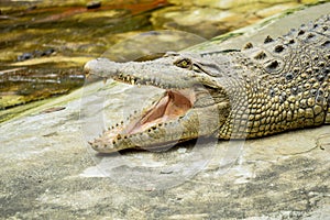 Crocodile open mouth near the river