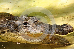 Crocodile open mouth showing teeth