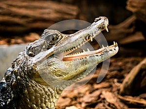 crocodile with open mouth in terrarium in the zoo. crocodile jaws
