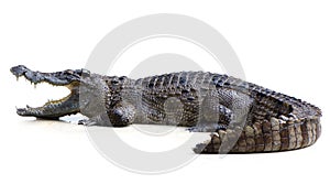 Crocodile open mouth is on white background with Clipping path