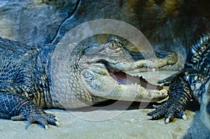 Crocodile with open mouth in the zoo