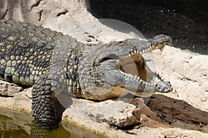 The crocodile opened its mouth in anticipation of prey