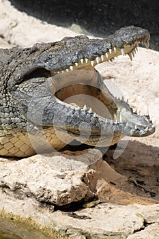 The crocodile opened its mouth in anticipation of prey