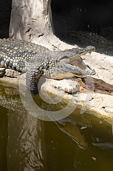 The crocodile opened its mouth in anticipation of prey