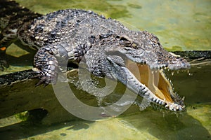 Crocodile photo