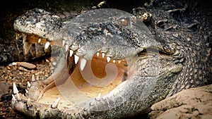 Crocodile Opens Mouth