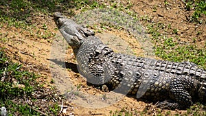 Crocodile in a park at Cape Vidal