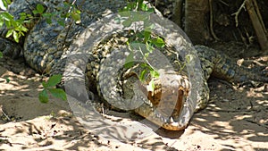 Crocodile in a park at Cape Vidal